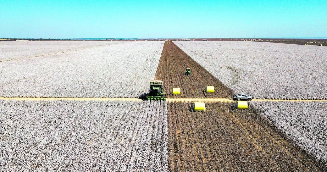 agronegócio, setor, agropecuário