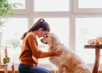 cães, animais de estimação, pets