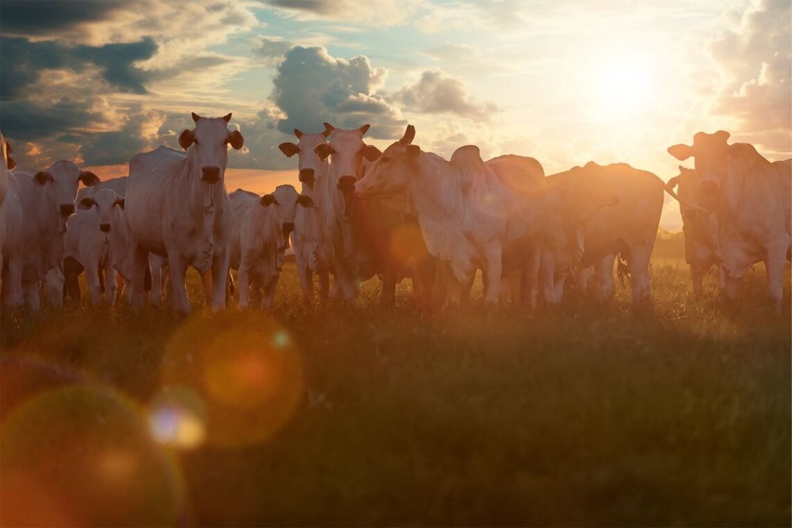 carne, de boi, carne, de vaca;