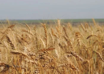 Agricultura de risco, Zonagem climática