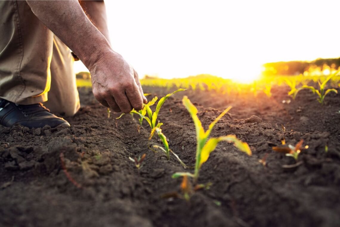 Seguro Agrícola, Seguro de Colheita, Seguro de Cultivos;