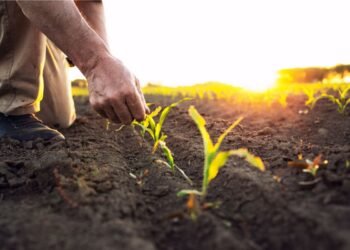 Seguro Agrícola, Seguro de Colheita, Seguro de Cultivos;