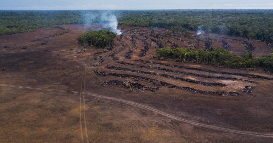 destruição, da floresta, corte, raso, devastação, da natureza;