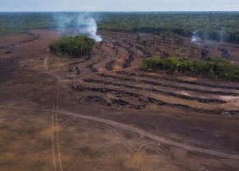 destruição, da floresta, corte, raso, devastação, da natureza;