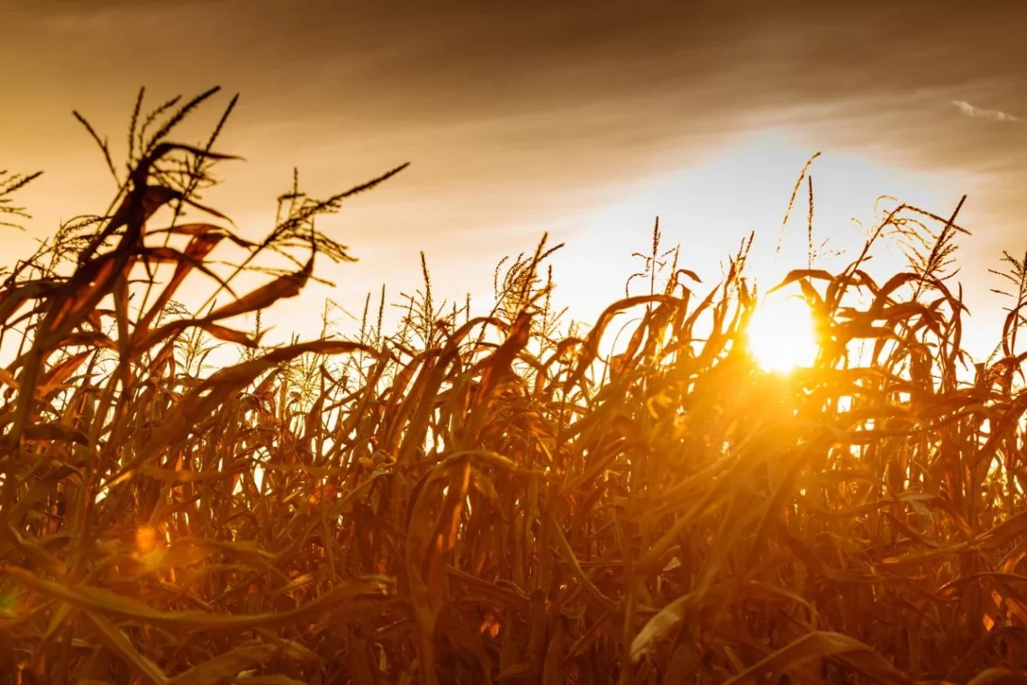 segurança agrícola, proteção rural, seguro agrícola;