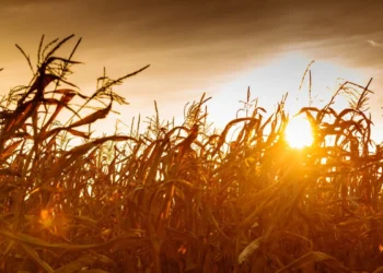 segurança agrícola, proteção rural, seguro agrícola;