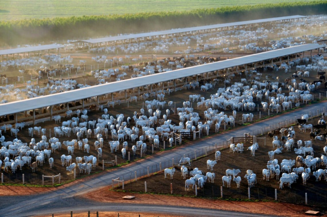 bovinos, carne, bovina, animais, aptos para o abate, animais terminados;