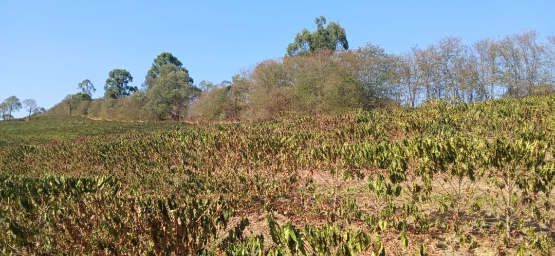 Colheita, Produção, Cosecha;