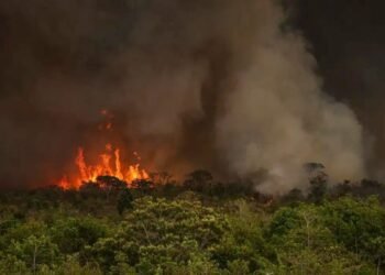 incêndios, fogo, incêndios florestais;