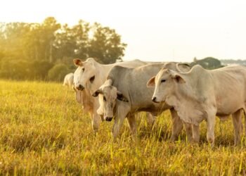 meio ambiente, desenvolvimento sustentável, ecologia;