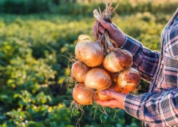 produtos, agrícolas, opções, inovadoras, valor, agregado