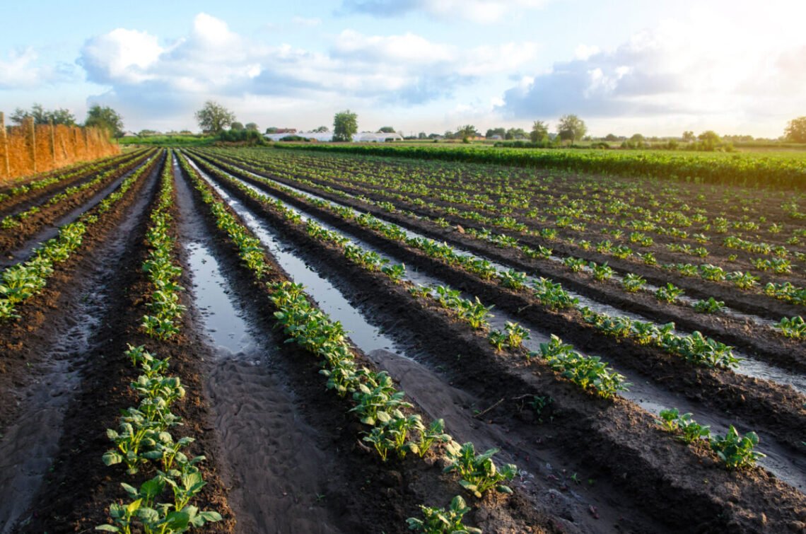 mercadorias, produtos, agrícolas, bens;