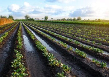 mercadorias, produtos, agrícolas, bens;