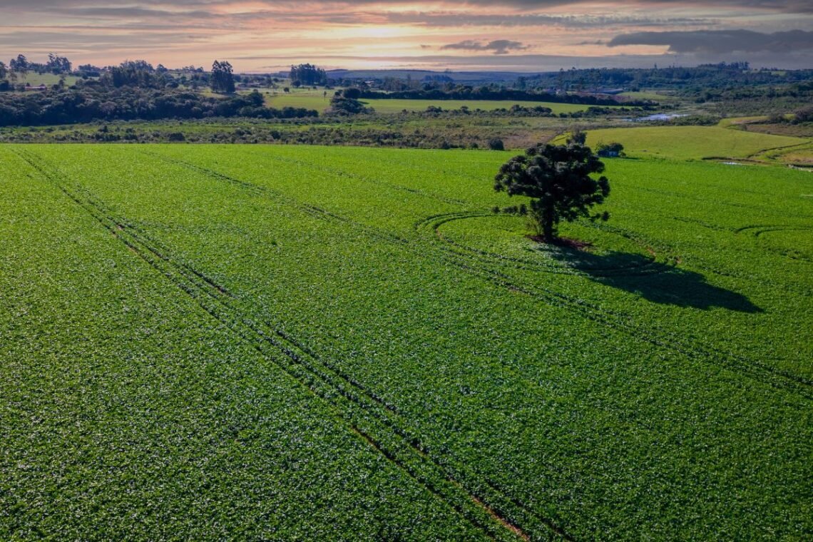 Destruição da Floresta, Devastação da Floresta, Perda de Biodiversidade;