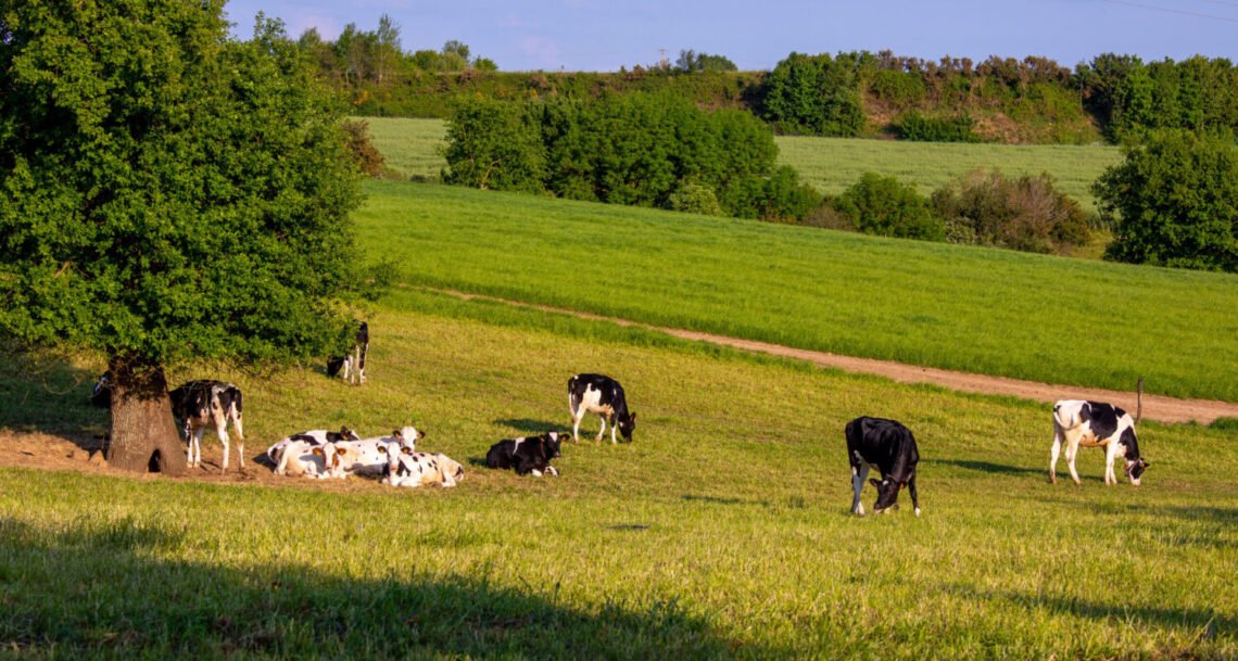 bem-estar animal, bem-estar dos animais, bem-estar animal no país;