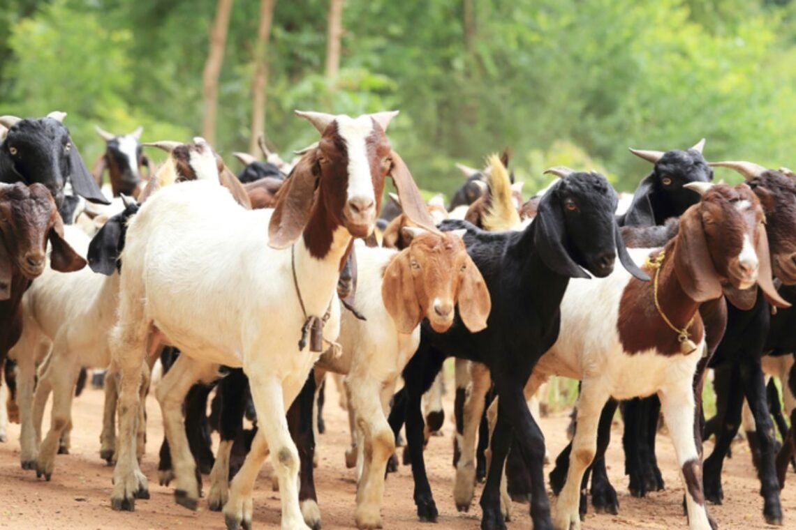 Comércio, Venda, Mercado;