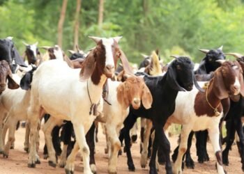 Comércio, Venda, Mercado;