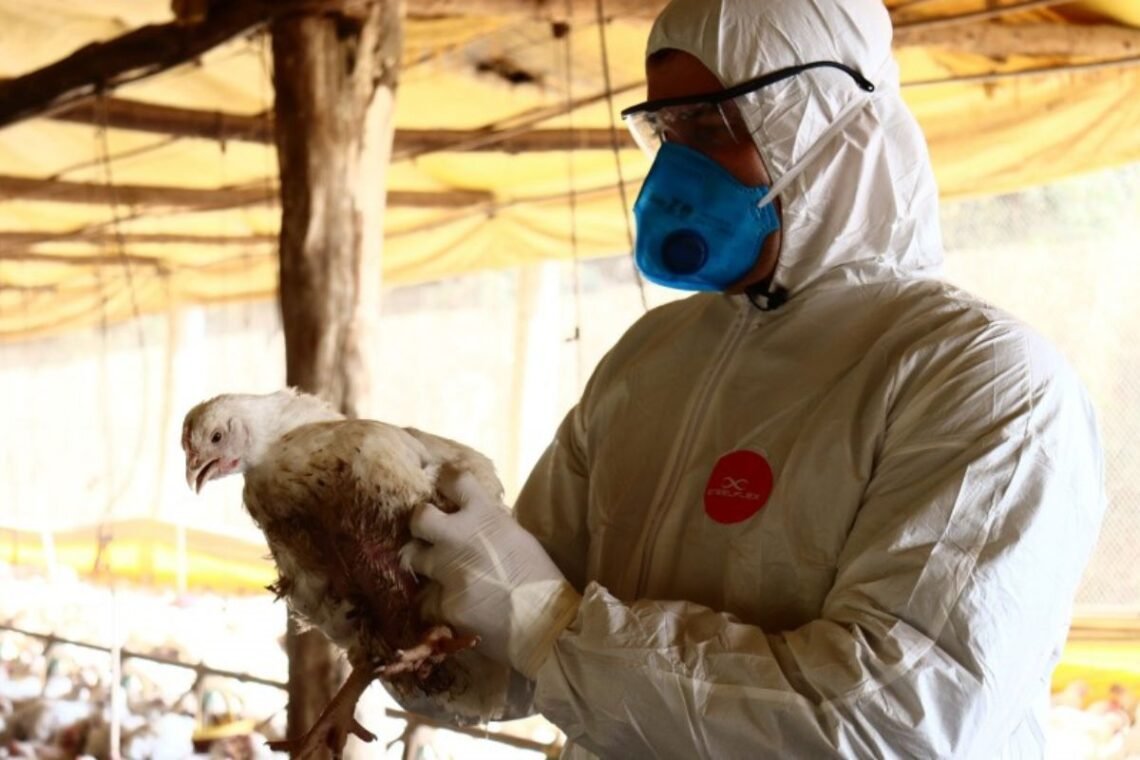 frango, brasileiro, Organização Mundial de Saúde Animal, produtos avícolas