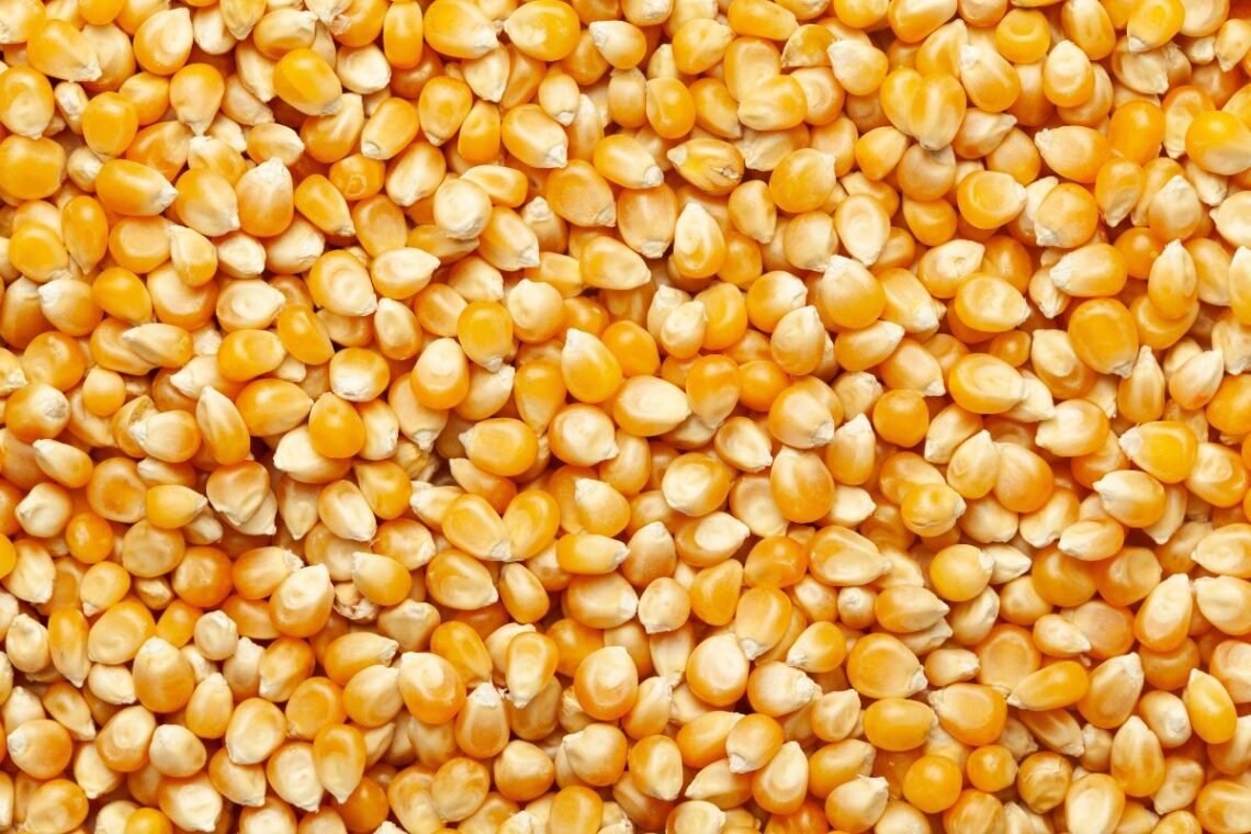 cereal, grão, cultura;