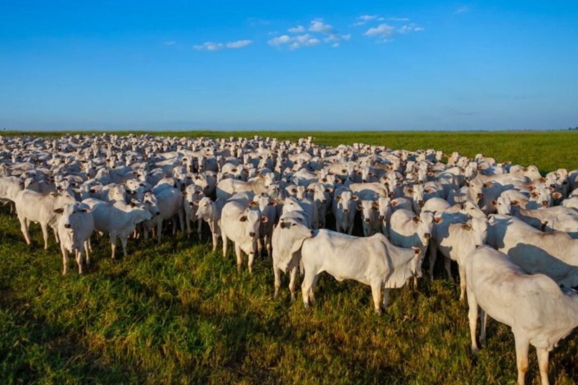 campanha, de vacinação, contra aftosa;