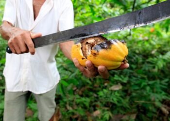 Doença, Infestação, Infecção;