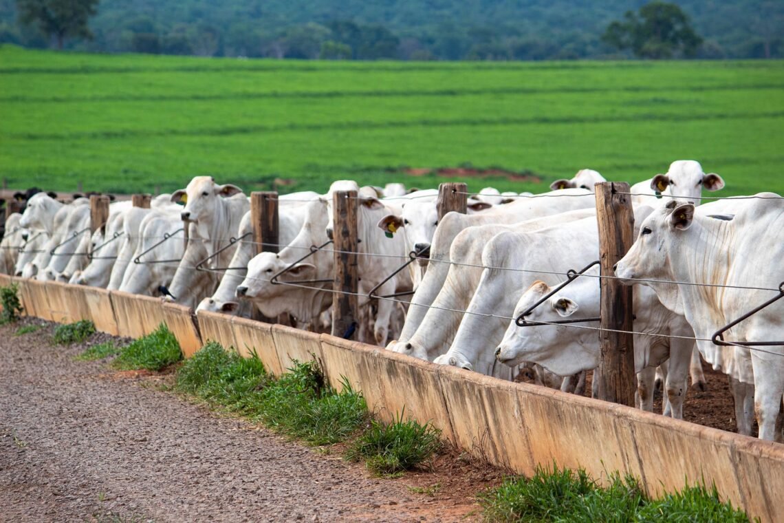 animais, bovinos, pecuários, crias, rebanhos;