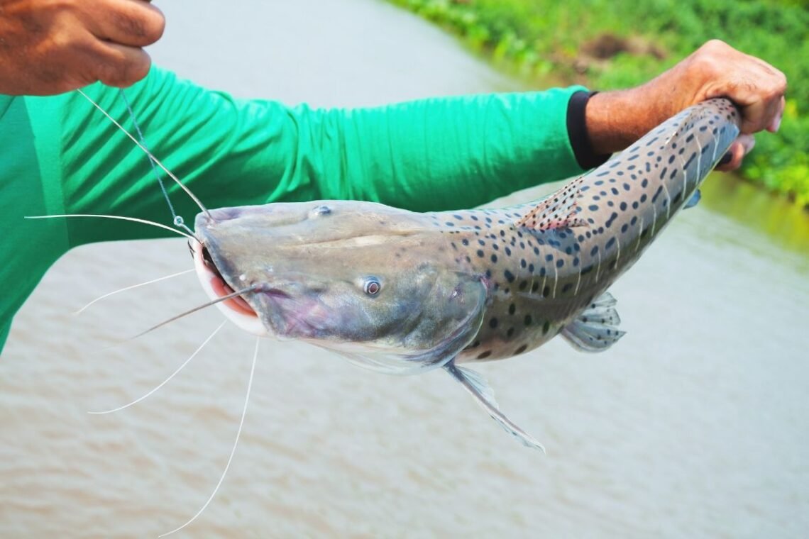 Pesca, Criação de estoque, Alvo;