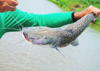 Pesca, Criação de estoque, Alvo;