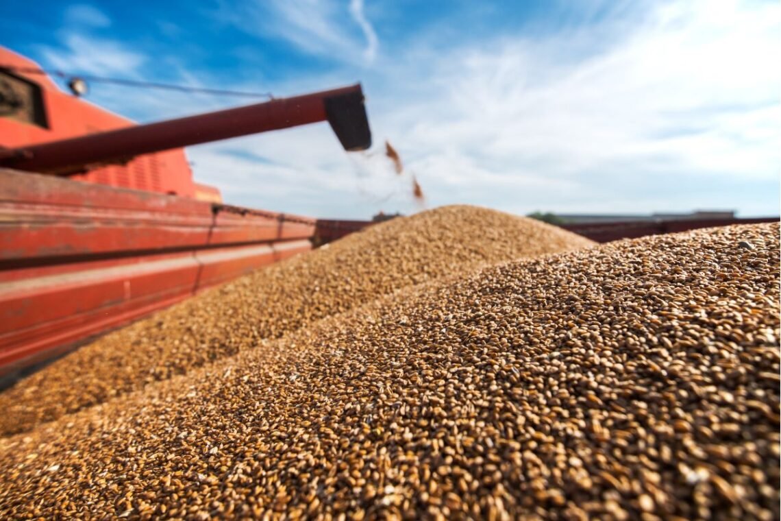 graminínea, erva-mate, arroz, complexo, agrícola, grãos;