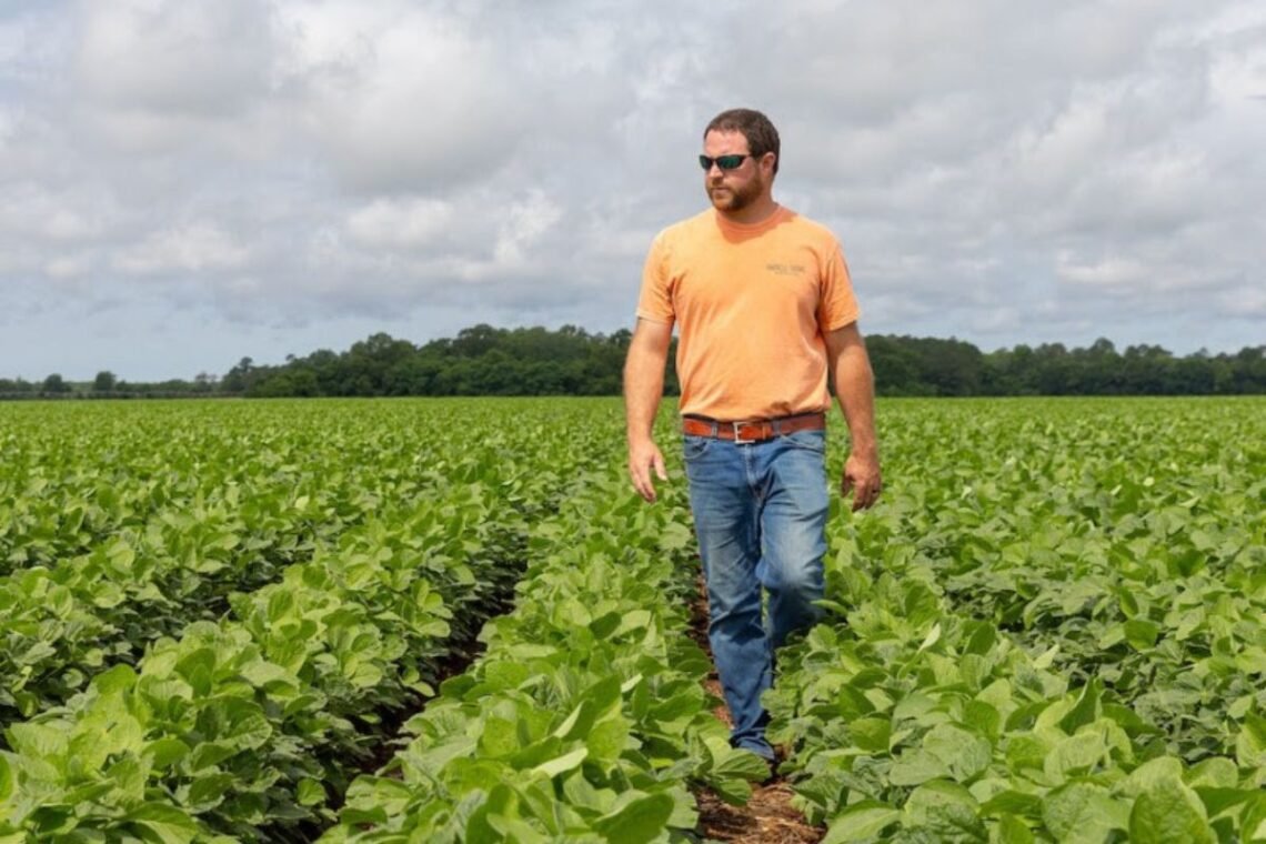 colheita, safra, agricultura;