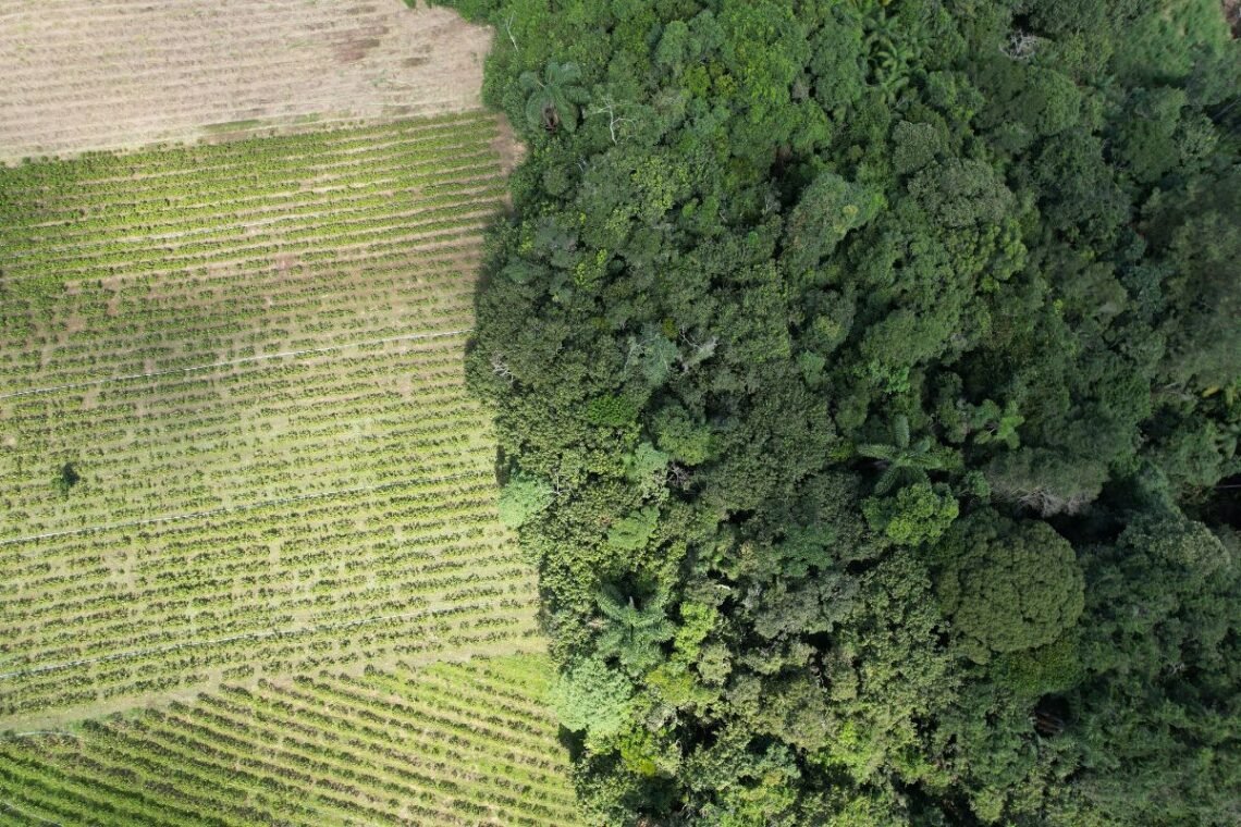 crédito, do Plano, Safra, crédito, agrícola;