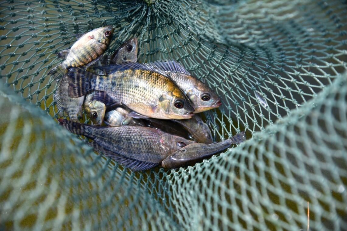 captura, produção, aquicultura;